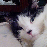 Roumain participe au concours pour gagner de l'argent avec cette photo :