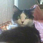 Roumain participe au concours pour gagner de l'argent avec cette photo :