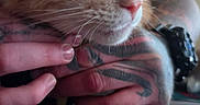 Mango joined the competition — help win amazing prizes! animal, cat, close_up, colorful, cute, domestic_animal, fur, gentle, hand, hat, holding, indoor, orange_cat, person, pet, portrait, tattoo, tattooed_hands, watching, whiskers