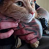 animal, cat, close_up, colorful, cute, domestic_animal, fur, gentle, hand, hat, holding, indoor, orange_cat, person, pet, portrait, tattoo, tattooed_hands, watching, whiskers