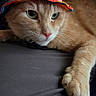 Mango joined the competition — help win amazing prizes! animal, cat, closeup, colorful_hat, couch, curious, cute, domestic_cat, ears, fabric, feline, hat, indoor, orange_tabby, paw, pet, portrait, relaxed, resting, whiskers