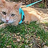 Mango is registered to the contest to win money with this photo: animal, cat, closeup, crouching, curious, ears, eyes, feline, ginger_cat, grass, ground, harness, leaves, nature, outdoor, pet, sunlight, turquoise, twigs, whiskers