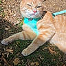Mango is registered to the contest to win money with this photo: animal, cat, closeup, cute, daylight, domestic_cat, feline, fur, grass, ground, harness, leaves, nature, orange_tabby, outdoor, pet, relaxed, resting, sunlight, whiskers