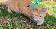 Mango is registered to the contest to win money with this photo: alert, animal, bushes, cat, crouching, daylight, ears, eyes, fence, fur, ginger_cat, grass, ground, harness, leash, nature, outdoor, pet, tail, whiskers