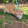 cat, ginger_cat, outdoor, leash, harness, grass, bushes, fence, animal, pet, nature, daylight, crouching, alert, ground, whiskers, ears, tail, fur, eyes