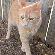 Mango is registered to the contest to win money with this photo: animal, cat, closeup, curious, daylight, dirt, feline, fur, ginger_cat, green_eyes, mammal, nature, outdoor, pet, shadow, sunlight, tail, walking, whiskers, wooden_fence