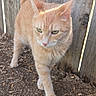 cat, ginger_cat, outdoor, wooden_fence, dirt, sunlight, shadow, walking, pet, animal, feline, green_eyes, fur, tail, nature, daylight, curious, closeup, mammal, whiskers