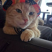 Mango is registered to the contest to win money with this photo: animal, cat, colorful, couch, cozy, domestic_cat, ears, face, furniture, hat, home, indoor, living_room, orange_tabby, paper_hat, paw, pet, relaxed, resting, window