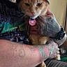 Mango is registered to the contest to win money with this photo: accessory, animal, casual, cat, colorful_clothing, cozy, facial_hair, feline, hand, hat, holding, indoor, orange_cat, person, pet, piercing, portrait, relaxing, seated, tattoo