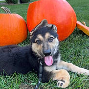 Zara joined the competition — help win amazing prizes! puppy, dog, grass, pumpkins, orange, leash, outdoor, cute, tongue_out, fall, autumn, pet, animal, nature, greenery, playful, young_dog, happy, smiling, closeup