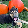 puppy, dog, grass, pumpkins, orange, leash, outdoor, cute, tongue_out, fall, autumn, pet, animal, nature, greenery, playful, young_dog, happy, smiling, closeup
