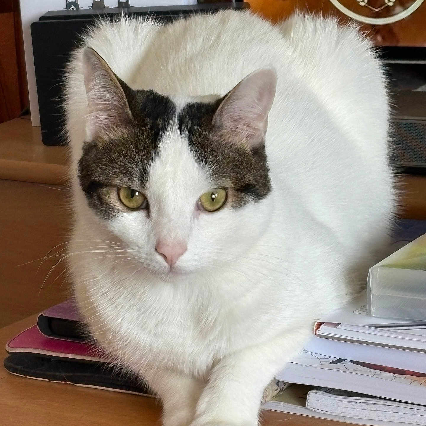 Persée a rejoint le concours — aidez-le/la à gagner de superbes lots ! animal, artwork, background, calm, cat, close_up, desk, ears, eyes, fur, gray_patches, indoor, looking_at_camera, notebooks, papers, pet, relaxed, whiskers, white_cat, wooden_surface