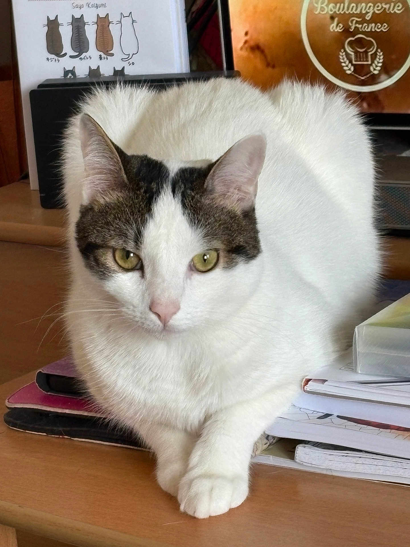 Persée a rejoint le concours — aidez-le/la à gagner de superbes lots ! cat, white_cat, gray_patches, pet, animal, indoor, desk, notebooks, papers, wooden_surface, close_up, looking_at_camera, ears, whiskers, eyes, fur, calm, relaxed, background, artwork