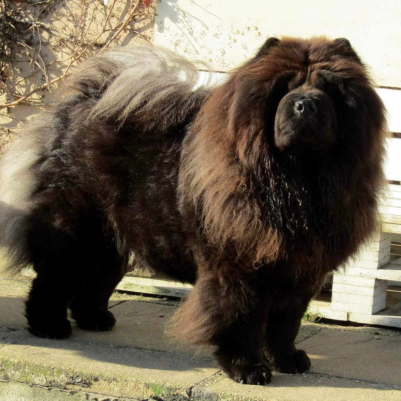 Rockyblack