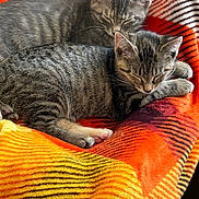 Maybelle And Riley joined the competition — help win amazing prizes! animal, blanket, cat, companion, cozy, cute, fur, indoors, kitten, mammal, pet, relaxing, resting, sleeping, small_animal, soft, striped, tabby, two_animals, warm