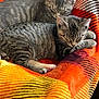 animal, blanket, cat, companion, cozy, cute, fur, indoors, kitten, mammal, pet, relaxing, resting, sleeping, small_animal, soft, striped, tabby, two_animals, warm