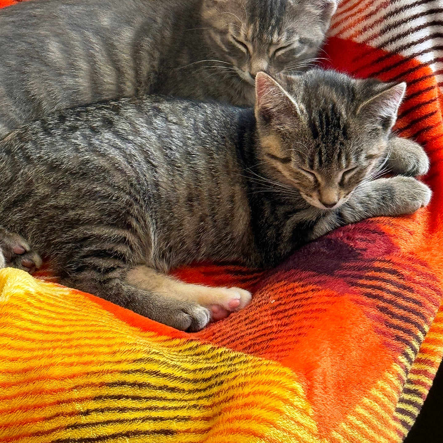 Maybelle And Riley joined the competition — help win amazing prizes! animal, blanket, cat, companion, cozy, cute, fur, indoors, kitten, mammal, pet, relaxing, resting, sleeping, small_animal, soft, striped, tabby, two_animals, warm