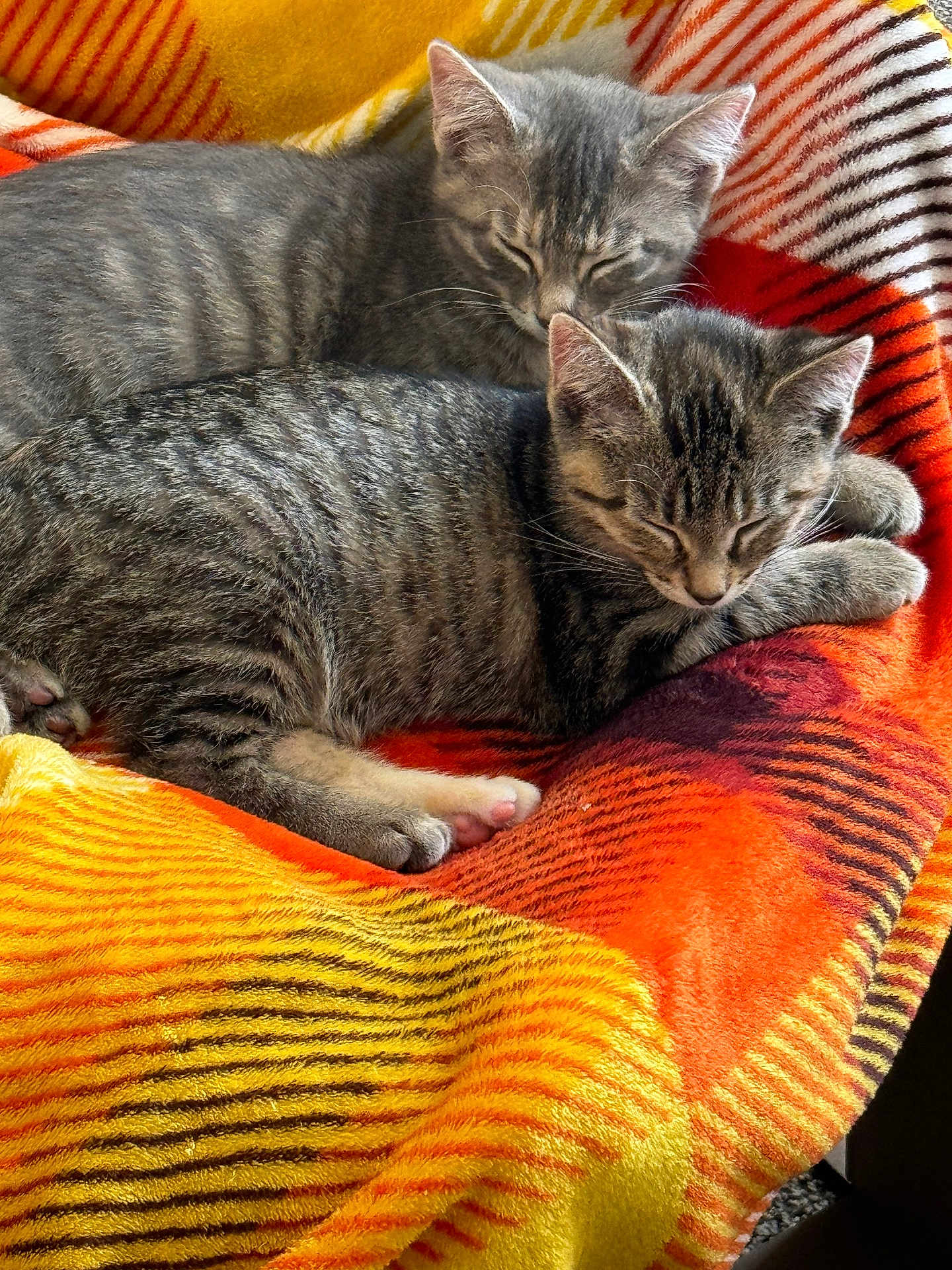 Maybelle And Riley joined the competition — help win amazing prizes! animal, blanket, cat, companion, cozy, cute, fur, indoors, kitten, mammal, pet, relaxing, resting, sleeping, small_animal, soft, striped, tabby, two_animals, warm