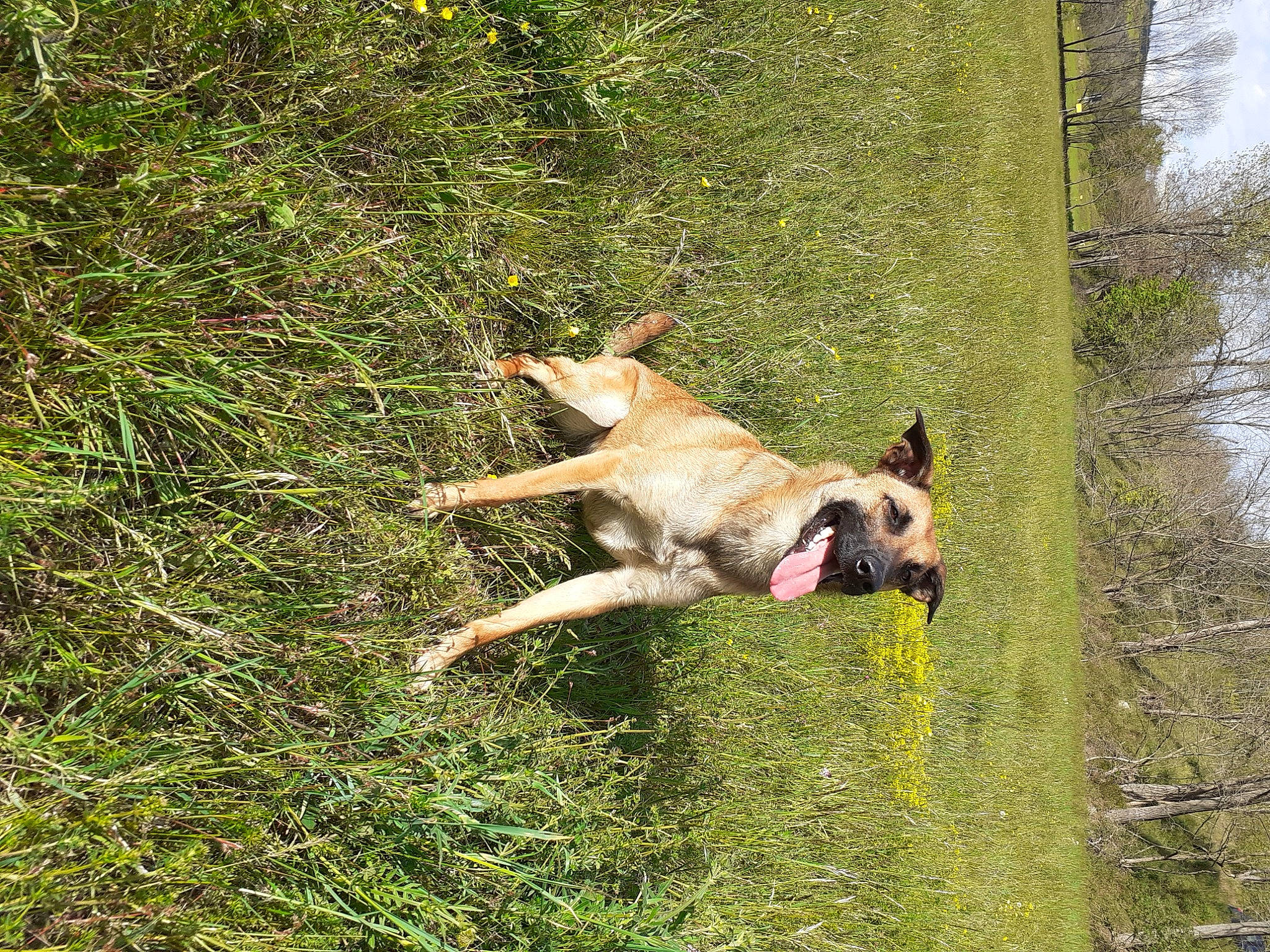 Jina a rejoint le concours — aidez-le/la à gagner de superbes lots ! canidae, carnivore, companion_dog, dog, dog_breed, east_european_shepherd, fawn, grass, jumping, old_german_shepherd_dog, pasture, plant, sky, sporting_group, tail, tree, trunk, wildlife, working_animal, working_dog