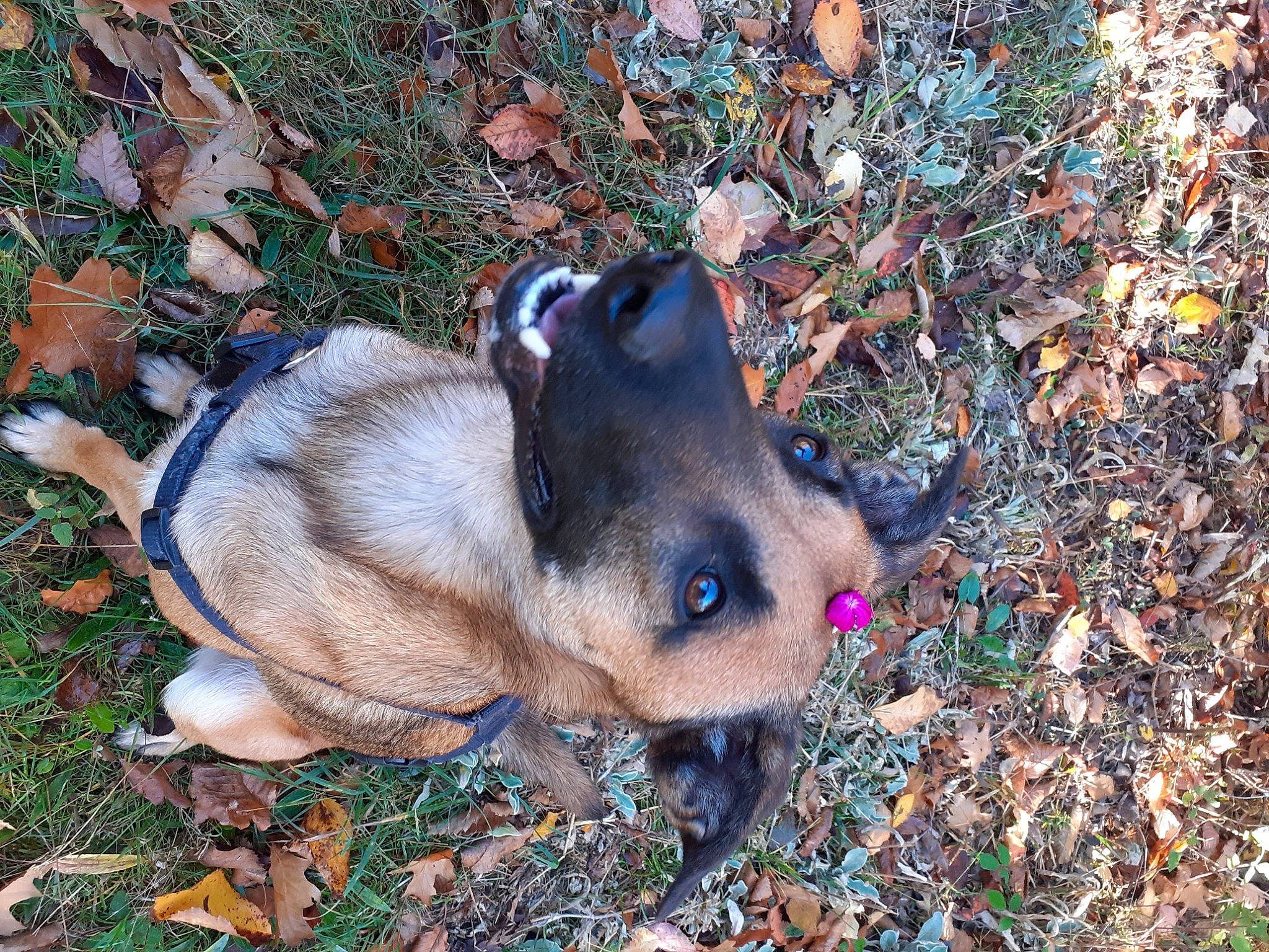 Jina participe au concours pour gagner de l'argent avec cette photo : canidae, carnivore, companion_dog, curious, dog, dog_breed, fawn, fur, grass, liver, natural_material, plant, snout, soil, sporting_group, terrestrial_animal, working_animal