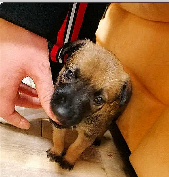 Jina participe au concours pour gagner de l'argent avec cette photo : canidae, carnivore, companion_dog, dog, dog_breed, fawn, flooring, fur, german_shepherd_dog, hand, nail, paw, sporting_group, terrestrial_animal, working_animal, wrist