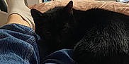 élfie a rejoint le concours — aidez-le/la à gagner de superbes lots ! animal, black_cat, casual, cat, chair, comfort, cozy, cushion, domestic, furniture, home, indoor, jeans, legs, pet, relaxing, resting, soft_lighting, white_socks, wooden_chair