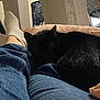 animal, black_cat, casual, cat, chair, comfort, cozy, cushion, domestic, furniture, home, indoor, jeans, legs, pet, relaxing, resting, soft_lighting, white_socks, wooden_chair