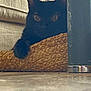 élfie participe au concours pour gagner de l'argent avec cette photo : animal, black_cat, brown, cat, close_up, cozy, curious, ears, floor, furniture, hidden, home, indoor, orange_eyes, paw, pet, shadow, texture, whiskers, woven_mat