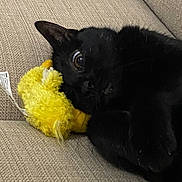 élfie a rejoint le concours — aidez-le/la à gagner de superbes lots ! animal, beige_couch, black_cat, cat, closeup, companion, couch, cozy, curious_eye, cute, feline, home, indoor, pet, plush_toy, relaxing, resting, snuggling, soft_texture, yellow_toy