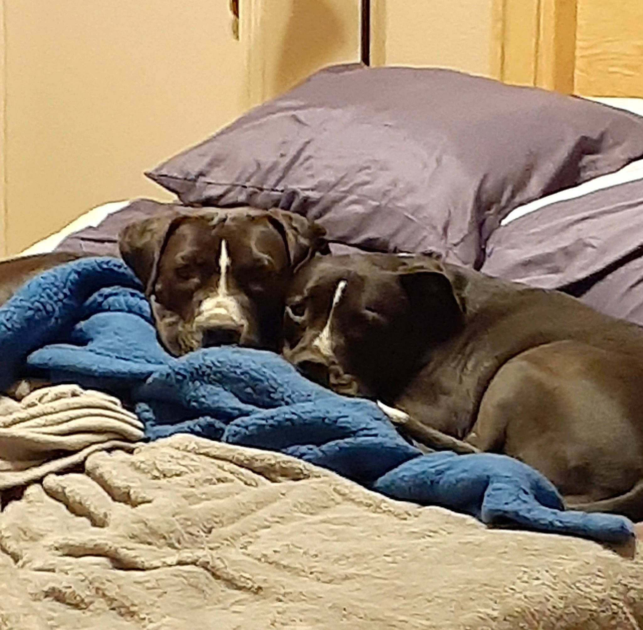 Mitzyandnelly joined the competition — help win amazing prizes! bed_sheet, bedding, bedroom, canidae, carnivore, comfort, companion_dog, dog, dog_breed, duvet, fawn, fur, hardwood, linens, mammal, room, sporting_group, vertebrate, wood, working_animal