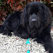 Tao a rejoint le concours — aidez-le/la à gagner de superbes lots ! dog, black_dog, chew_toy, rocks, outdoor, leaves, plant, pet, lying_down, fur, animal, nature, closeup, canine, resting, garden, plaything, portrait, quiet, background