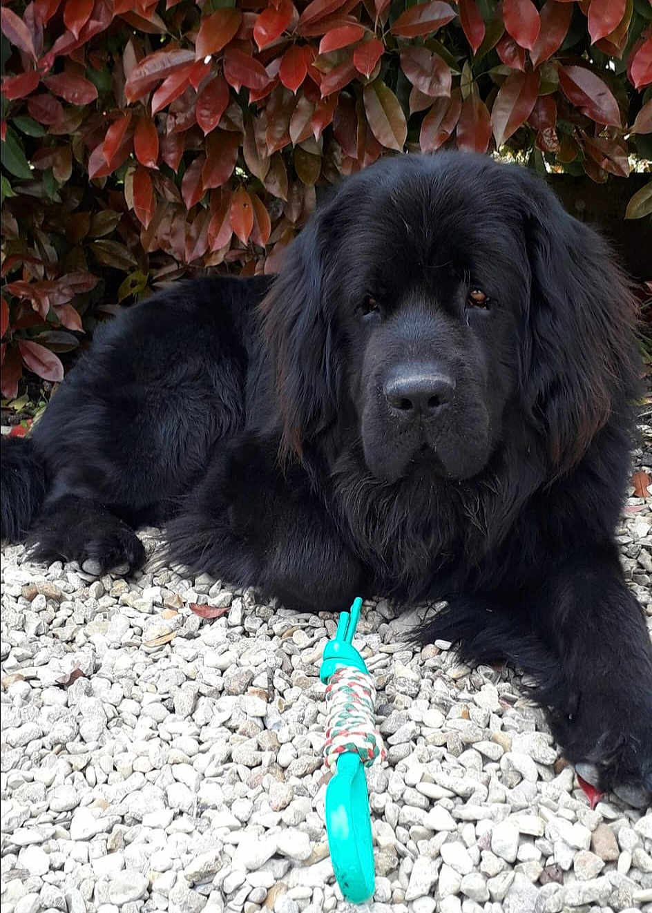 Tao a rejoint le concours — aidez-le/la à gagner de superbes lots ! dog, black_dog, chew_toy, rocks, outdoor, leaves, plant, pet, lying_down, fur, animal, nature, closeup, canine, resting, garden, plaything, portrait, quiet, background