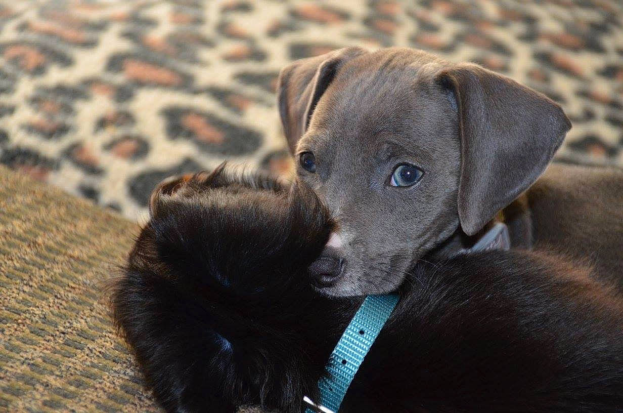 Bella is registered to the contest to win money with this photo: blue_lacy, canidae, carnivore, companion_dog, dog, dog_breed, ear, fawn, mammal, patterdale_terrier, puppy, snout, sporting_group, vertebrate, weimaraner