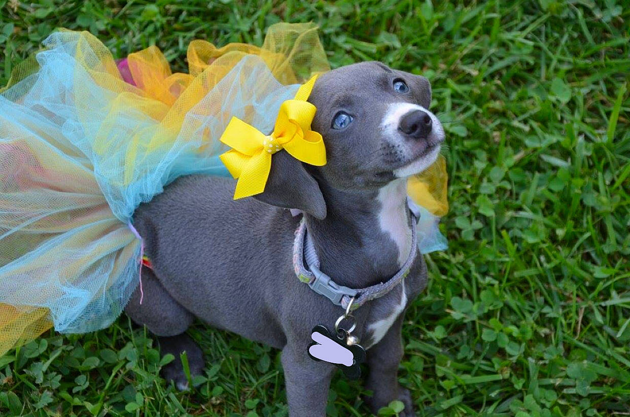 Bella joined the competition — help win amazing prizes! canidae, carnivore, companion_dog, dog, dog_breed, dog_clothes, grass, italian_greyhound, non_sporting_group, pit_bull, plant, puppy, snout, sporting_group, weimaraner