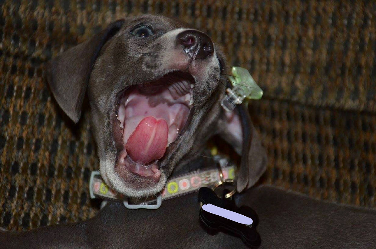 Bella joined the competition — help win amazing prizes! blue_lacy, canidae, carnivore, dog, dog_breed, dog_toy, facial_expression, german_shorthaired_pointer, jaw, labrador_retriever, mouth, organ, pointer, pointing_breed, snout, sporting_group, tongue, tooth, weimaraner, yawn