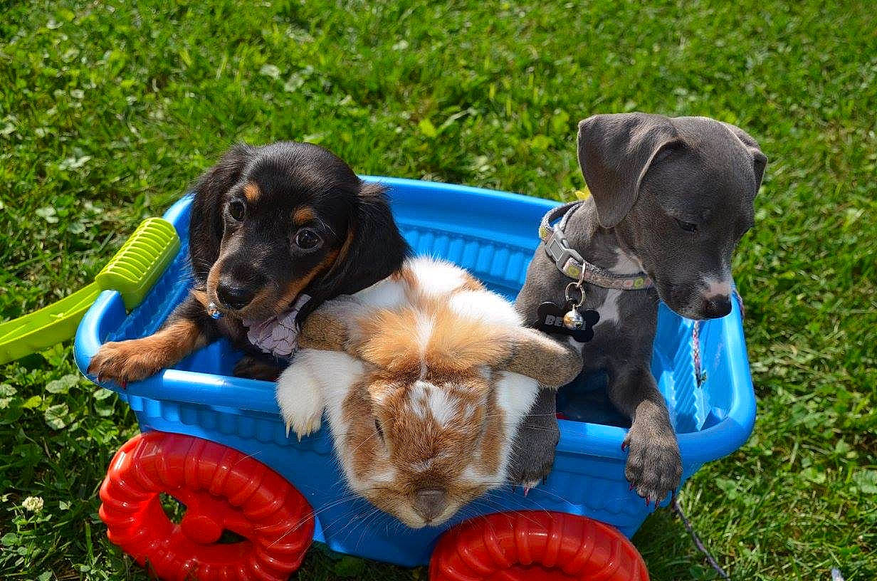 Bella is registered to the contest to win money with this photo: canidae, carnivore, companion_dog, dachshund, dog, dog_breed, labrador_retriever, mammal, puppy, sporting_group, vertebrate, working_dog