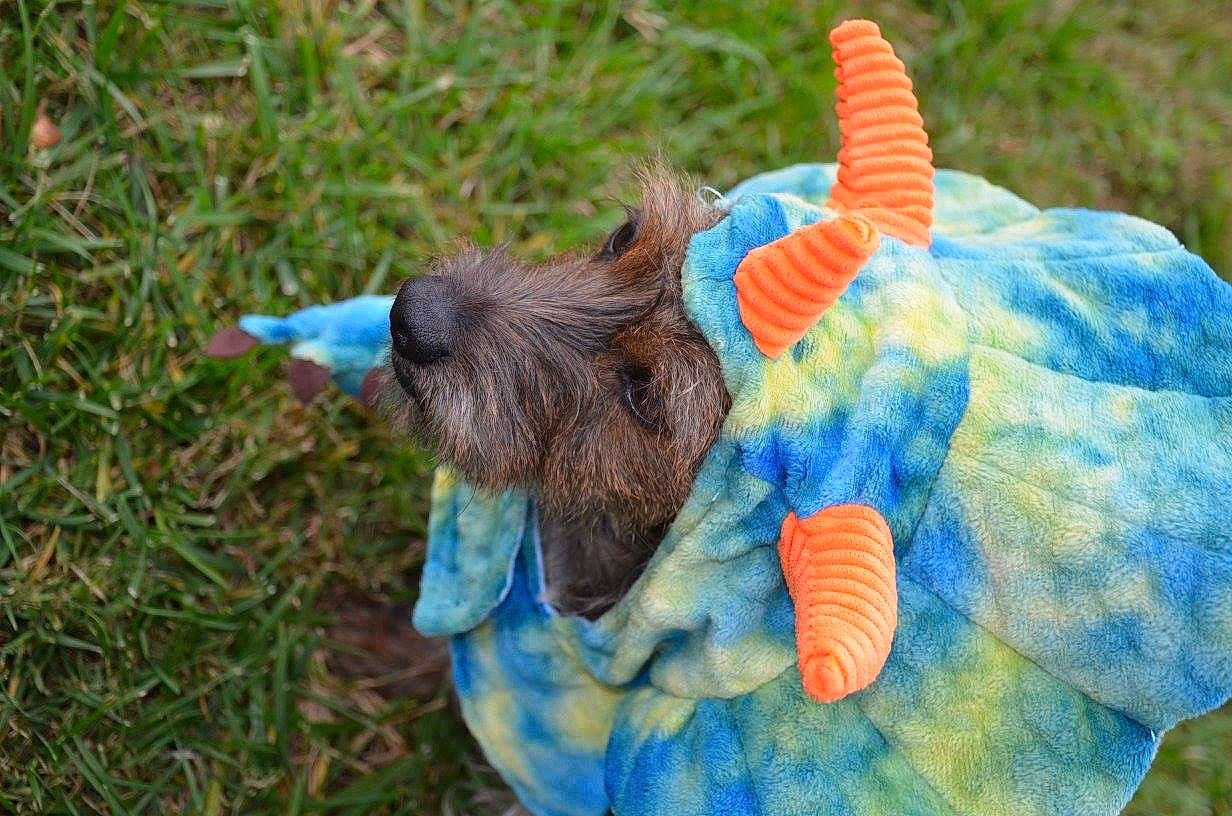 Jax is registered to the contest to win money with this photo: canidae, dog_toy, flightless_bird, sporting_group, tail