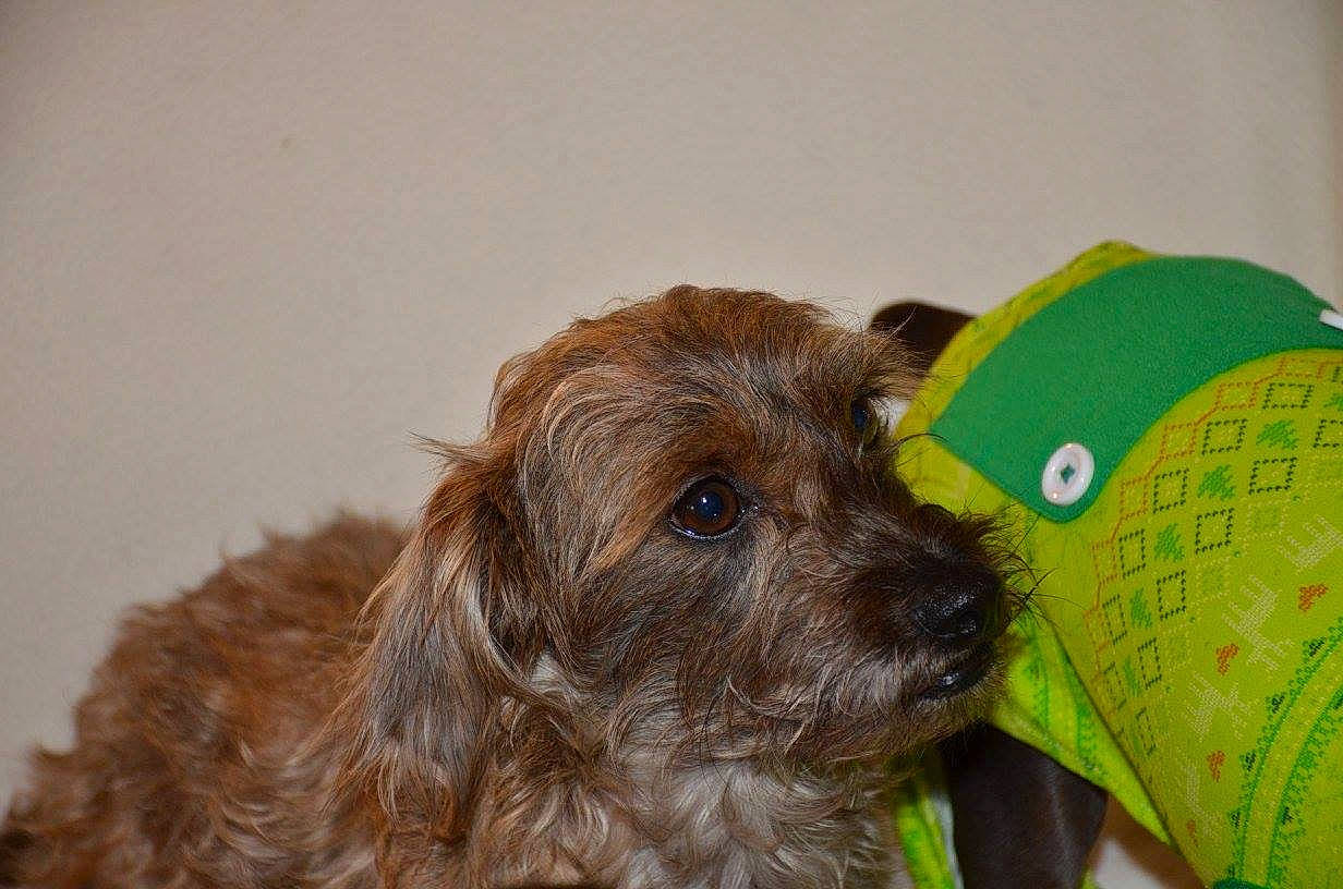 Jax joined the competition — help win amazing prizes! bolonka, cairn_terrier, canidae, carnivore, dog, dog_breed, ear, liver, mammal, poodle_crossbreed, puppy, rare_breed_dog, schnoodle, sporting_group, wirehaired_pointing_griffon