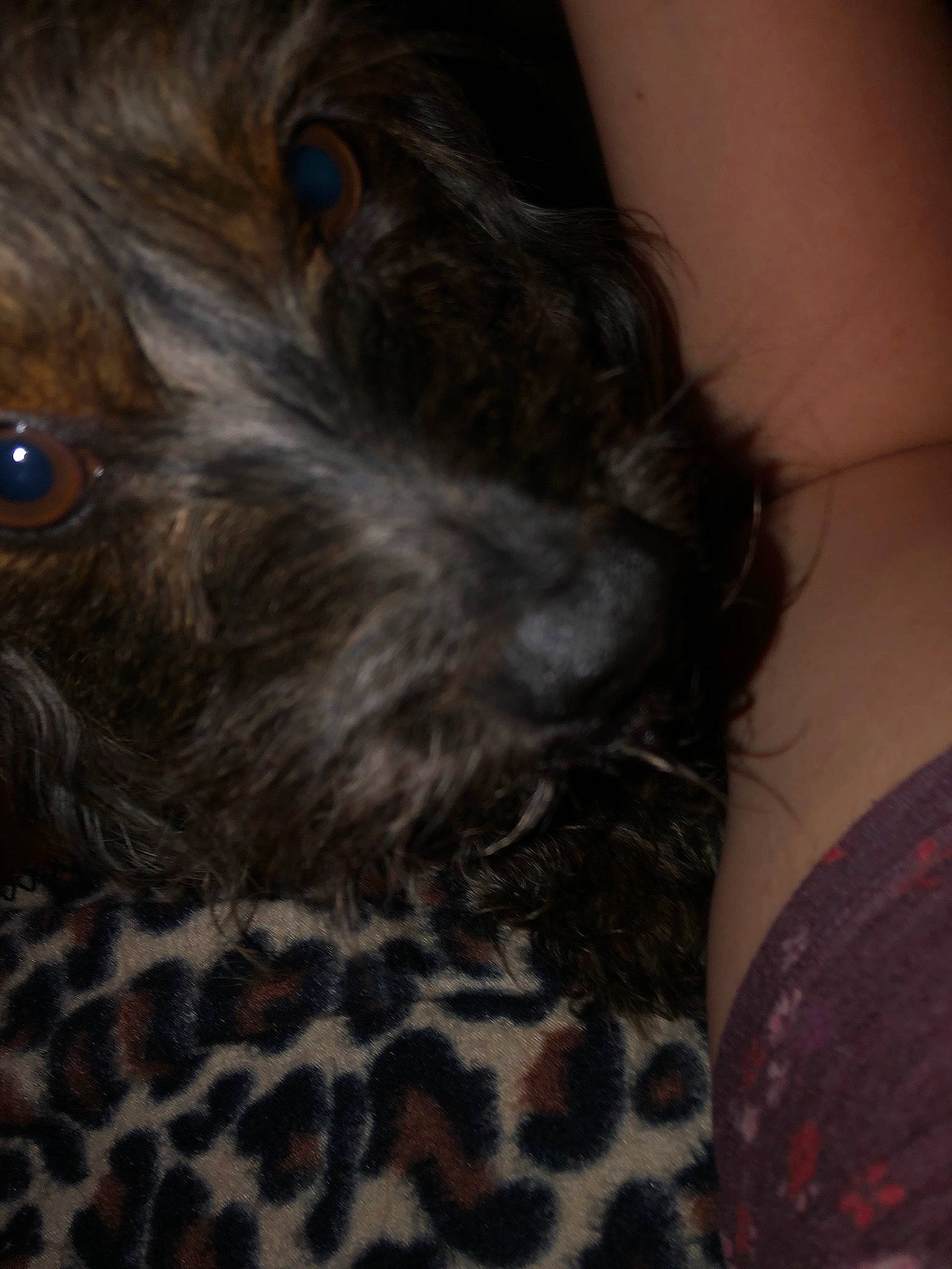 Jax is registered to the contest to win money with this photo: affenpinscher, bolonka, canidae, carnivore, cavapoo, cockapoo, dog, dog_breed, ear, liver, morkie, non_sporting_group, puppy, schnoodle, snout, sporting_group, terrier, toy_dog