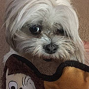 Maddie joined the competition — help win amazing prizes! animal, blanket, brown_background, cartoon, close_up, cozy, cushion, dog, eyes, face, fluffy, indoors, long_hair, nose, pet, photography, portrait, shih_tzu, small_dog, white_fur