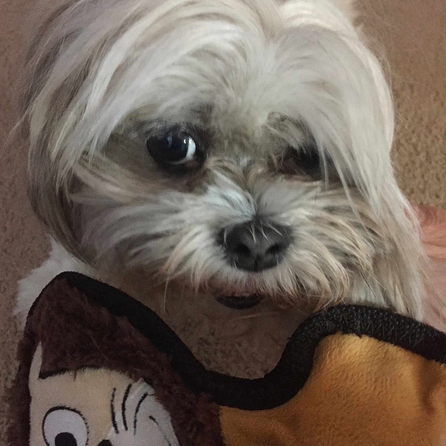 Maddie