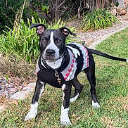 Koda joined the competition — help win amazing prizes! dog, grass, sweater, black_and_white, outdoor, pet, animal, garden, plants, greenery, canine, yard, nature, cute, walking, collar, young_dog, alert, ears_up, leash