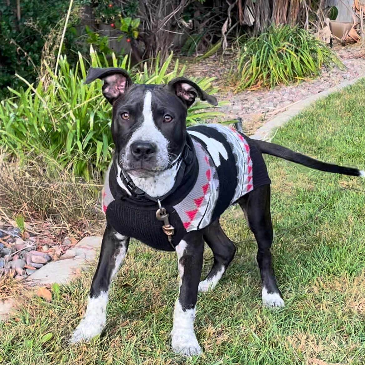 Koda