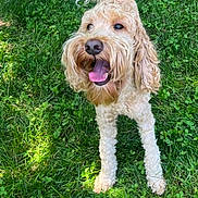 George is registered to the contest to win money with this photo: animal, canine, cheerful, curly_hair, dog, domestic, ears, fur, grass, greenery, happy, muzzle, nature, outdoor, pet, playful, summer, sunlight, tail, tongue_out