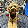 dog, golden_doodle, bandana, plaid, carpet, indoor, winter_theme, snowy_backdrop, chalkboard, sled, pet, cute, fluffy, animal, portrait, laying_down, furry, cozy, decor, background