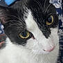 Rc. joined the competition — help win amazing prizes! cat, close_up, black_and_white, yellow_eyes, whiskers, fur, pet, animal, curious, face, nose, indoor, portrait, feline, soft_focus, patterned_background, blue, cute, domestic_cat, mammal