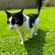 Rc. joined the competition — help win amazing prizes! cat, black_and_white, grass, outdoor, yellow_eyes, pet, animal, sunlight, backyard, greenery, curious, feline, nature, walking, whiskers, tail, daylight, closeup, mammal, domestic