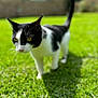 cat, black_and_white, grass, outdoor, yellow_eyes, pet, animal, sunlight, backyard, greenery, curious, feline, nature, walking, whiskers, tail, daylight, closeup, mammal, domestic