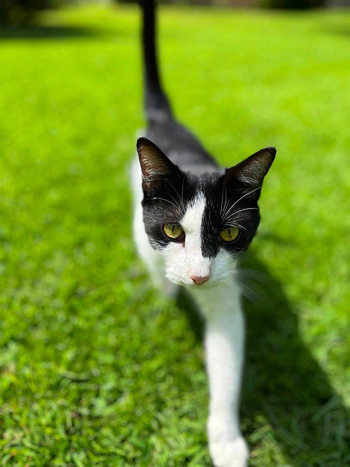Rc. joined the competition — help win amazing prizes! cat, black_and_white, grass, outdoor, animal, pet, walking, close_up, yellow_eyes, focused, nature, sunlight, mammal, whiskers, fur, tail, daytime, greenery, portrait, curious