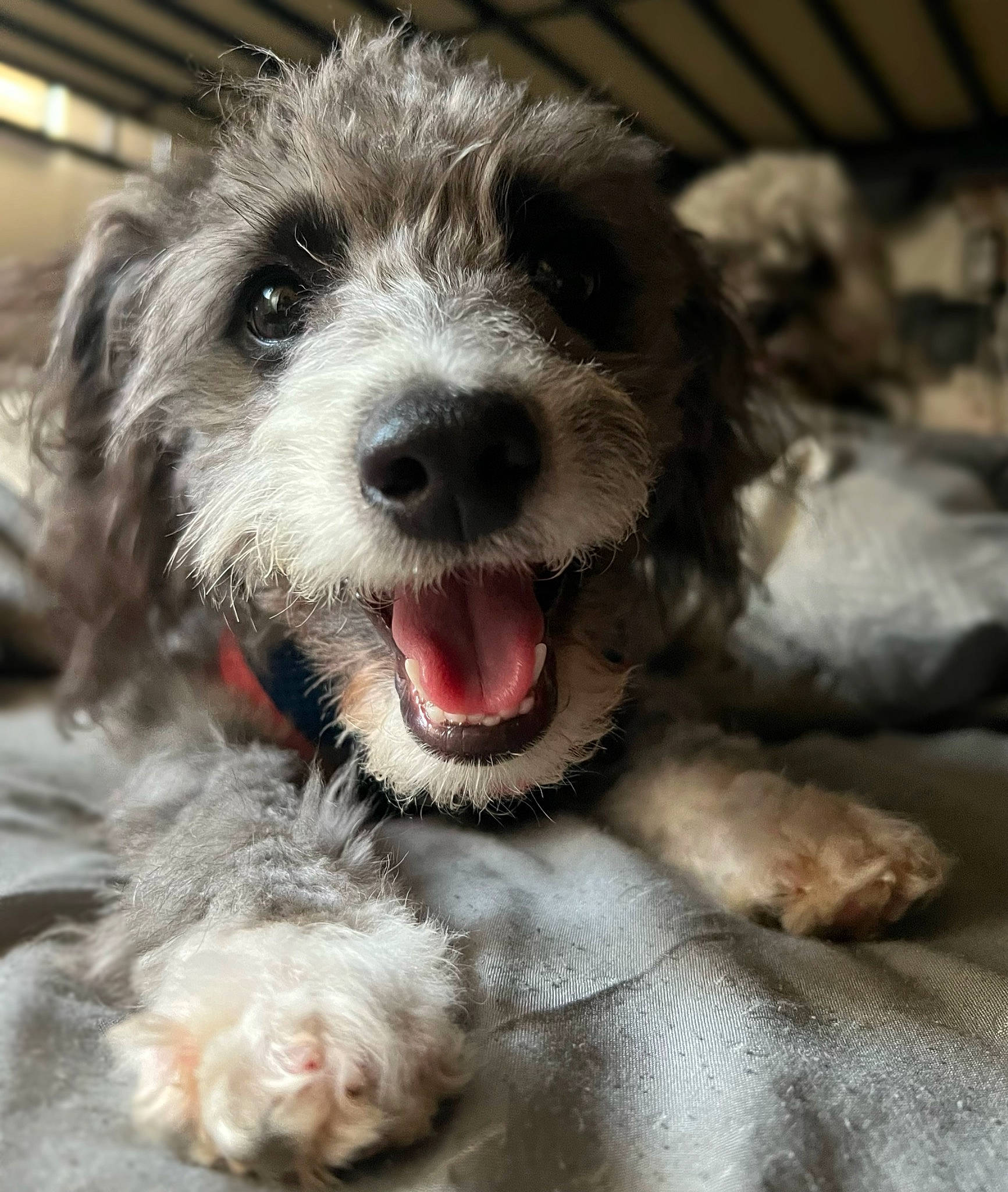 Katana is registered to the contest to win money with this photo: canidae, carnivore, cockapoo, companion_dog, dog, dog_breed, dog_collar, fang, fur, labradoodle, maltepoo, paw, puppy_love, small_terrier, snout, sporting_group, terrier, toy_dog, whiskers, working_animal